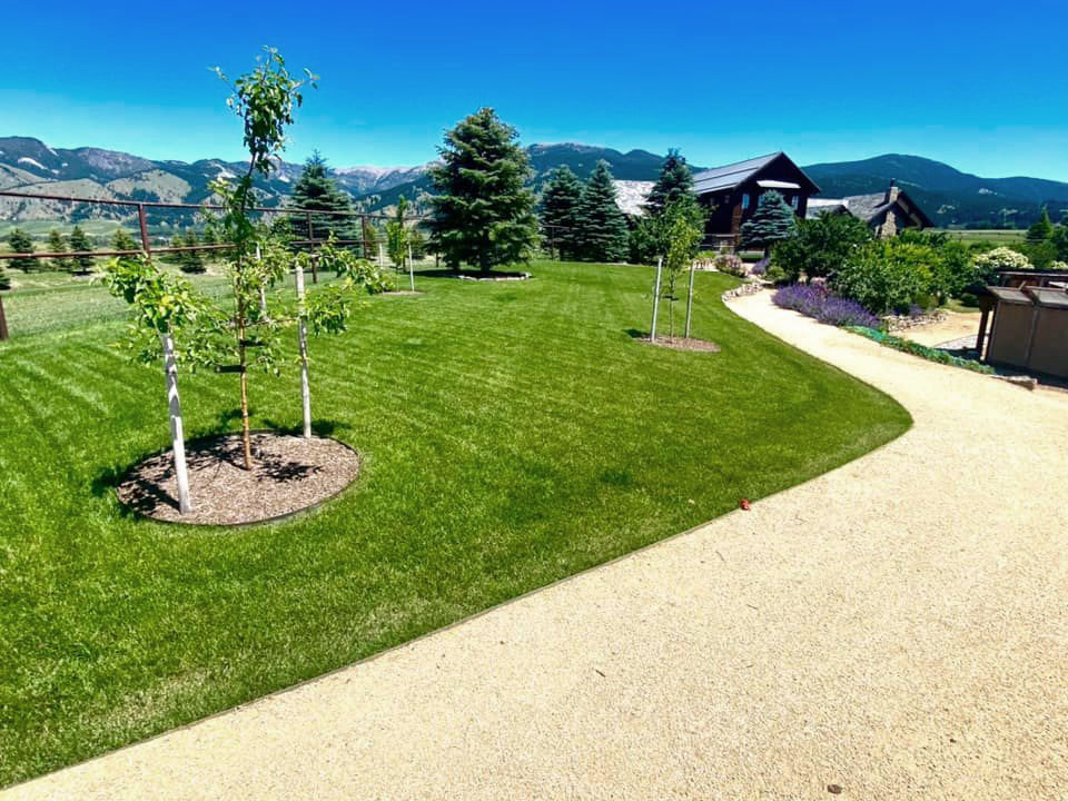 Bozeman Mt New Lawn Seeding And Restoring Service